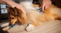 Pet care med molting